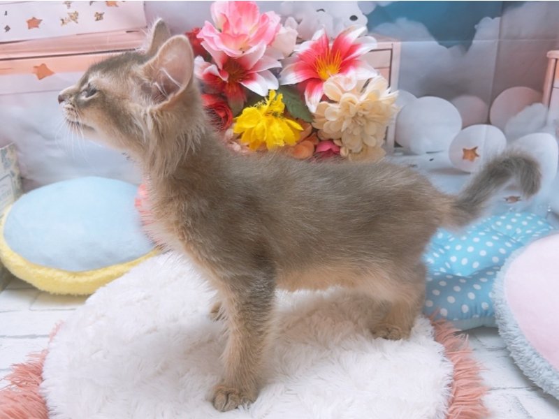 愛知県のソマリ (ワンラブカインズ豊田四郷店(FC)/2025年5月10日生まれ/男の子/ブルー)の子猫の3枚目の画像