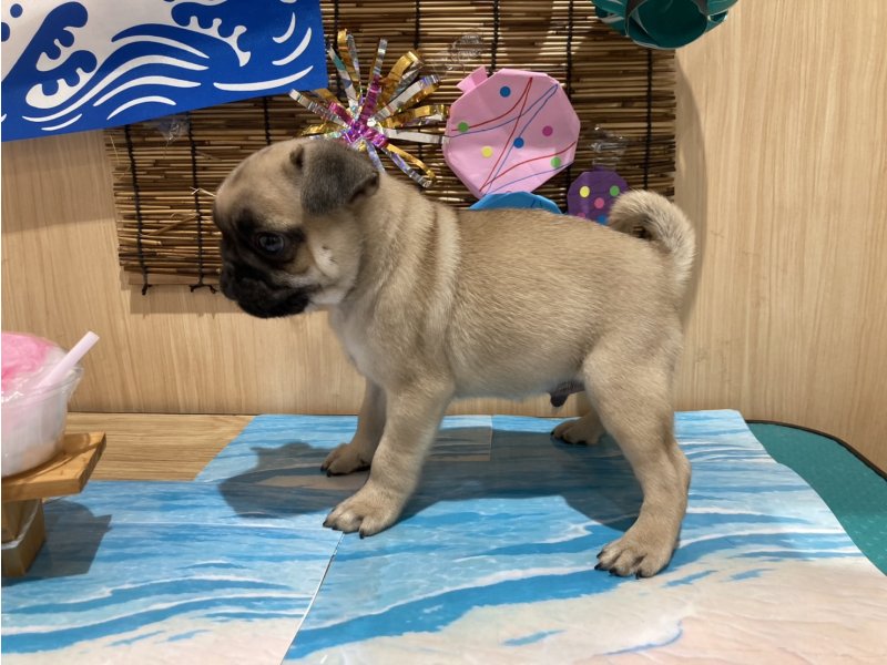福島県のパグ (ワンラブカインズ会津若松店(FC)/2025年5月9日生まれ/男の子/フォーン)の子犬の3枚目の画像