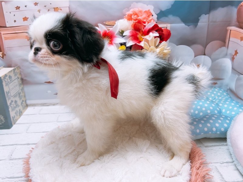 愛知県の狆 (ワンラブカインズ豊田四郷店(FC)/2025年5月5日生まれ/男の子/白黒)の子犬の3枚目の画像