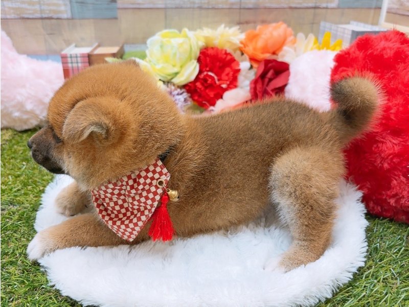 滋賀県の柴犬(標準サイズ) (ワンラブコ メ リパワー ペットアミ水口店(FC)/2025年5月24日生まれ/男の子/赤)の子犬の3枚目の画像