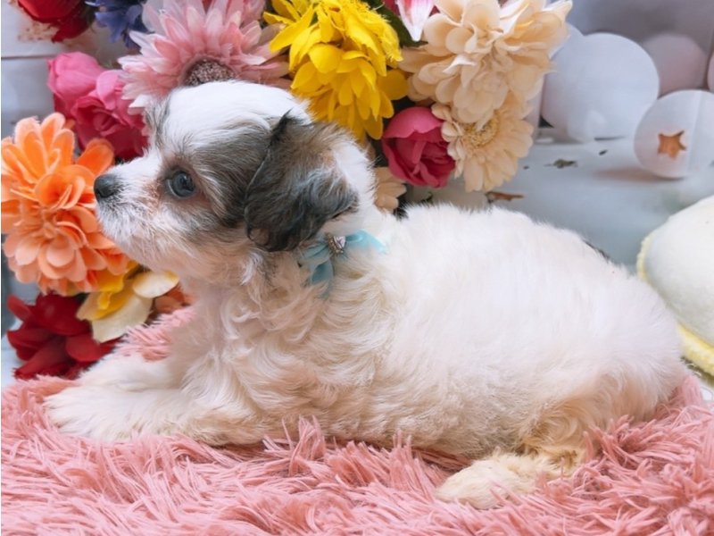 岐阜県のハーフ犬・ミックス犬 (ワンラブホームセンターバロー北方店(FC)/2025年6月1日生まれ/男の子/パーティーカラー)の子犬の3枚目の画像
