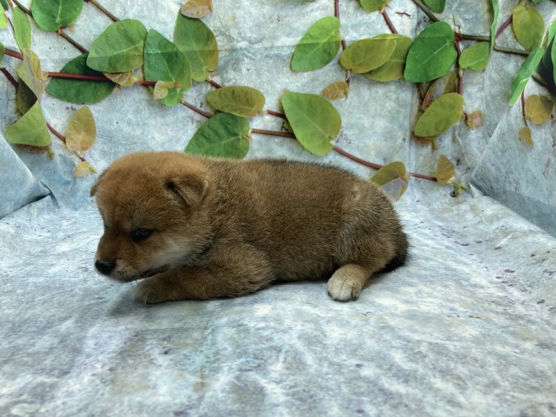 埼玉県の豆柴 (ワンラブカインズ北本店(FC)/2025年6月5日生まれ/男の子/赤)の子犬の3枚目の画像