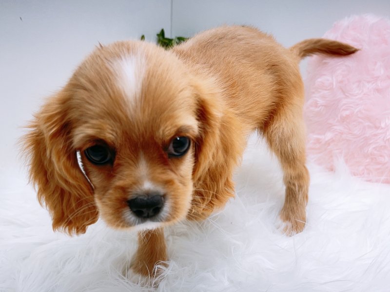 愛知県のハーフ犬・ミックス犬 (ワンラブカインズ小牧店(FC)/2025年6月15日生まれ/男の子/バフ)の子犬の3枚目の画像