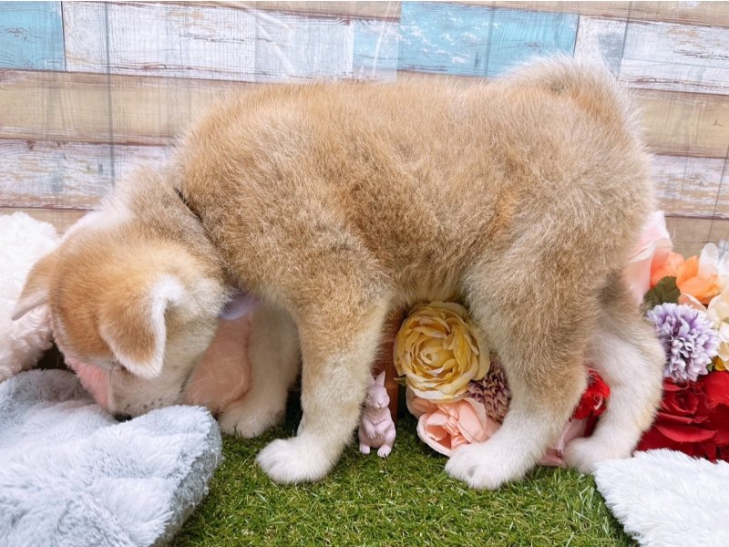 滋賀県の秋田犬 (ワンラブコ メ リパワー ペットアミ水口店(FC)/2025年6月14日生まれ/女の子/赤)の子犬の3枚目の画像