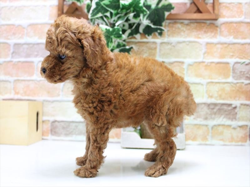 埼玉県のトイプードル(トイ) (ワンラブカインズ朝霞店/2025年6月16日生まれ/男の子/レッド)の子犬の3枚目の画像