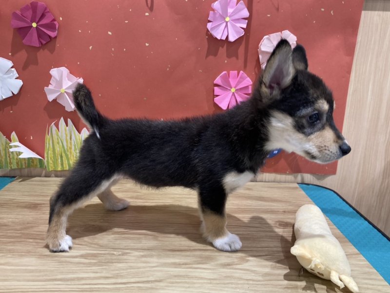 福島県のハーフ犬・ミックス犬 (ワンラブカインズ会津若松店(FC)/2025年6月18日生まれ/女の子/黒)の子犬の3枚目の画像