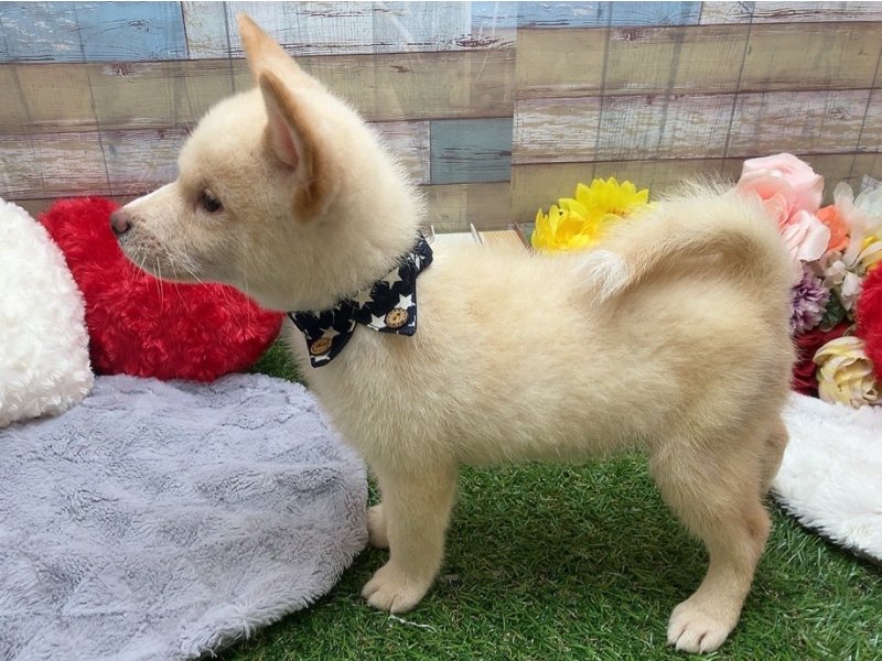 岐阜県の柴犬(標準サイズ) (ワンラブペッツビレッジ アピタ北方店(FC)/2025年5月15日生まれ/男の子/白)の子犬の3枚目の画像