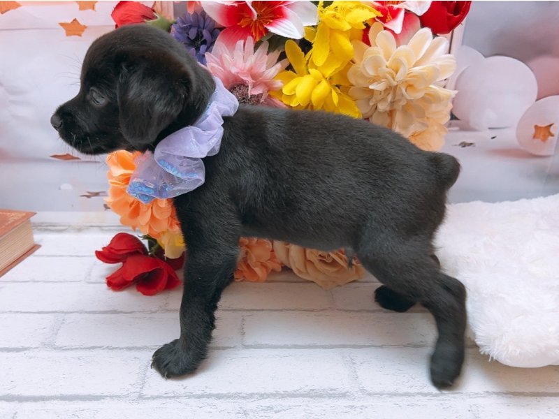 沖縄県のハーフ犬・ミックス犬 (ワンラブカインズ糸満店(FC)/2025年6月20日生まれ/男の子/ブラックホワイト)の子犬の3枚目の画像