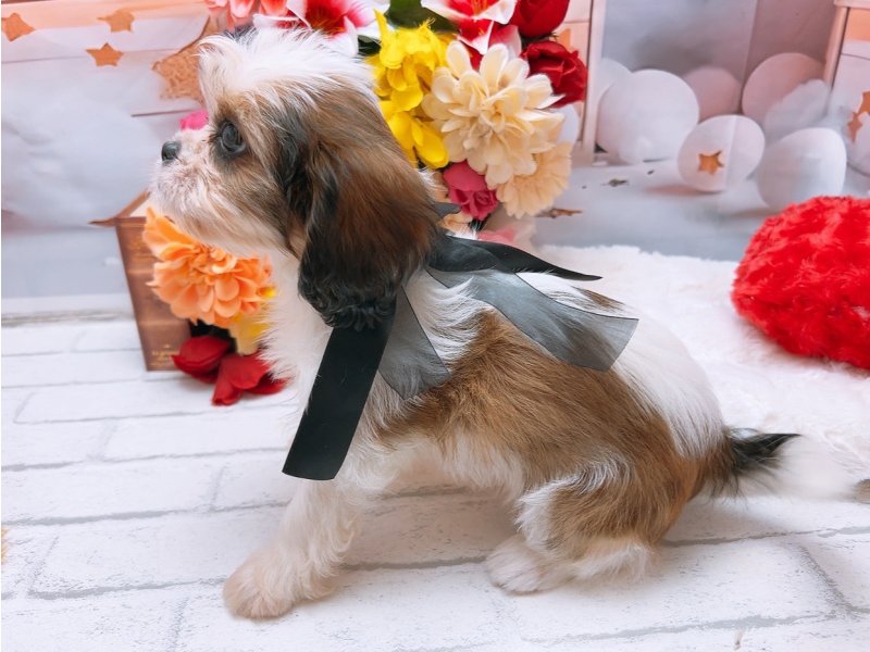 沖縄県のハーフ犬・ミックス犬 (ワンラブカインズあがり浜店(FC)/2025年6月16日生まれ/女の子/ホワイトゴールド)の子犬の3枚目の画像