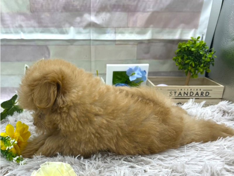 静岡県のポメプー(ポメラニアン×プードル) (ワンラブカインズ掛川店(FC)/2025年6月16日生まれ/女の子/アプリコット)の子犬の3枚目の画像