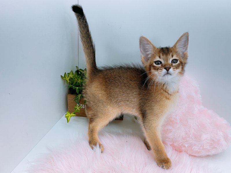 愛知県のソマリ (ワンラブカインズ小牧店(FC)/2025年6月25日生まれ/男の子/ルディ)の子猫の3枚目の画像