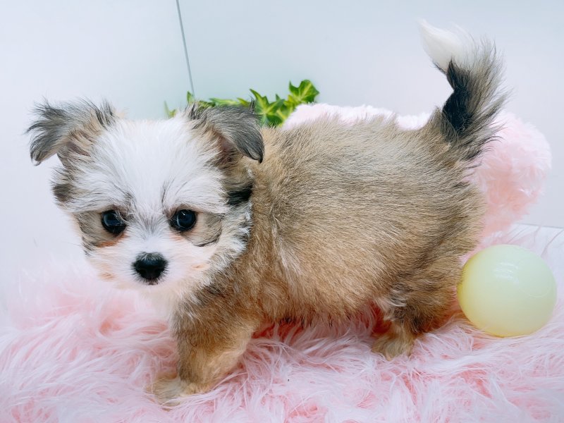 愛知県のハーフ犬・ミックス犬 (ワンラブペッツビレッジ アピタ木曽川店(FC)/2025年6月29日生まれ/女の子/フォーン)の子犬の3枚目の画像