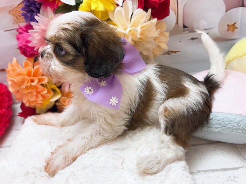 新潟県のハーフ犬・ミックス犬 (ワンラブフレスポ赤道店(FC)/2025年6月27日生まれ/女の子/ホワイトゴールド)の子犬の3枚目の画像