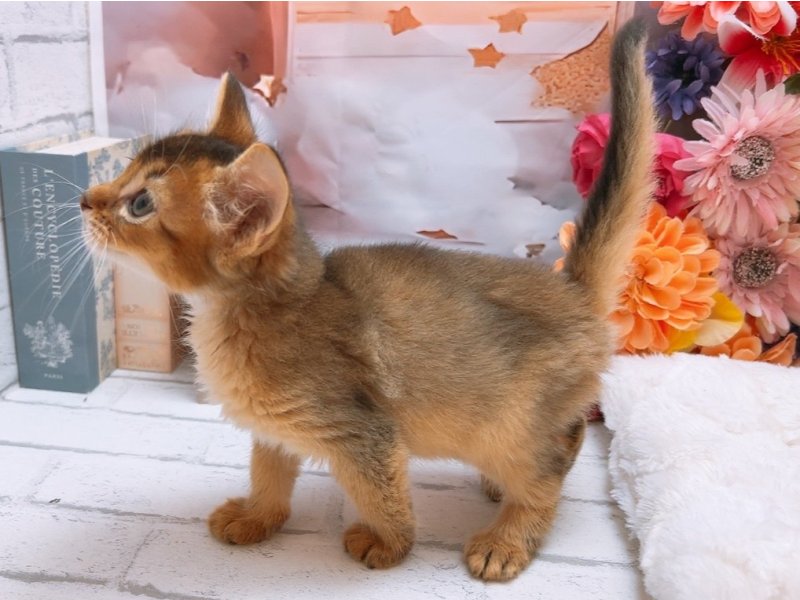 沖縄県のソマリ (ワンラブカインズ糸満店(FC)/2025年6月25日生まれ/男の子/ルディ)の子猫の3枚目の画像