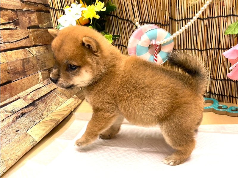 京都府の豆柴 (ワンラブカインズ木津川店(FC)/2025年6月28日生まれ/女の子/赤)の子犬の3枚目の画像