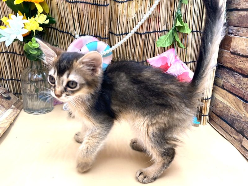 京都府のソマリ (ワンラブカインズ木津川店(FC)/2025年6月28日生まれ/男の子/ルディ)の子猫の3枚目の画像