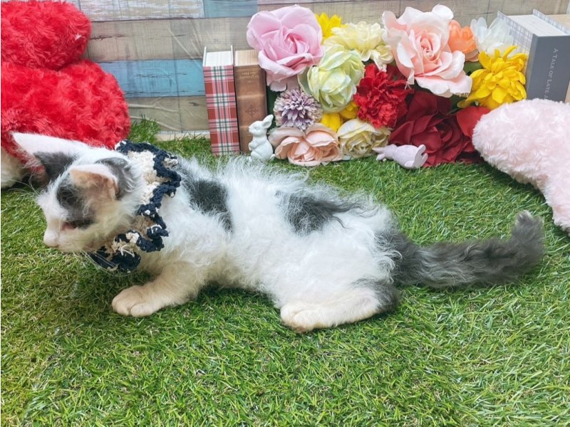大阪府のラパーマ (ワンラブカインズ太子店(FC)/2025年7月1日生まれ/男の子/ブラックホワイト)の子猫の3枚目の画像