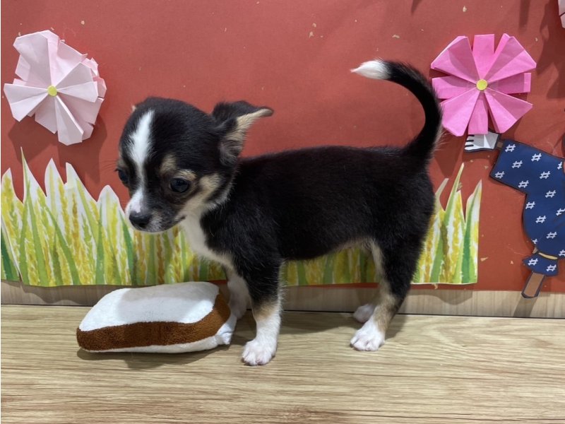 福島県のハーフ犬・ミックス犬 (ワンラブカインズ会津若松店(FC)/2025年7月10日生まれ/女の子/ブラックタンホワイト)の子犬の3枚目の画像