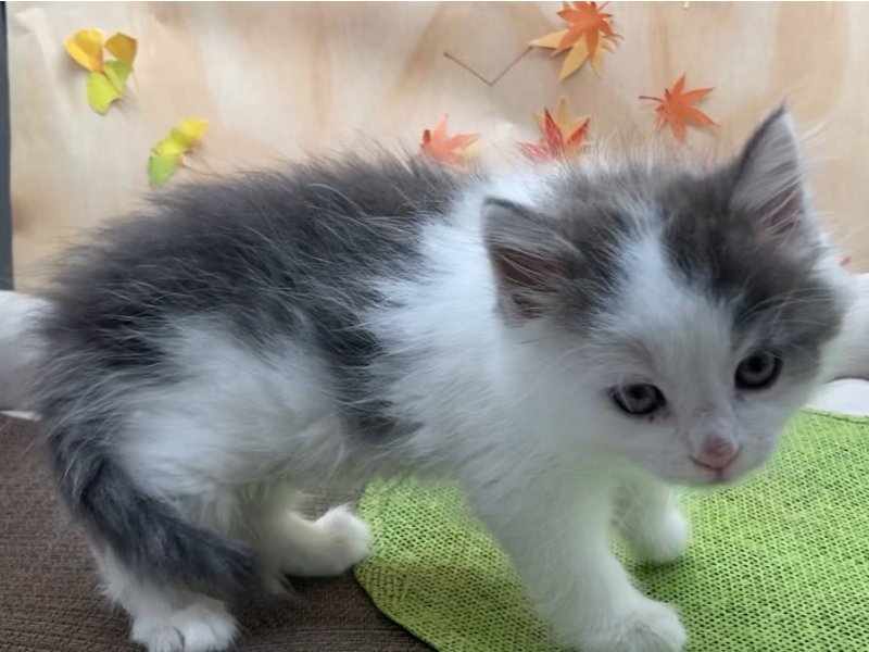 宮崎県のノルウェージャンフォレストキャット (ワンラブホームワイドプラス都城店(FC)/2025年7月19日生まれ/男の子/ブルータビーホワイト)の子猫の3枚目の画像