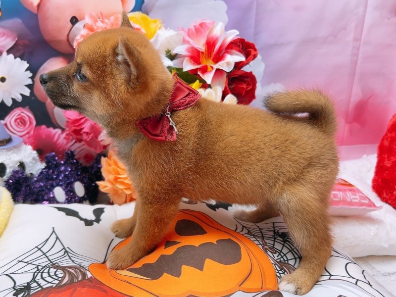 沖縄県の柴犬(標準サイズ) (ワンラブカインズ糸満店(FC)/2025年8月3日生まれ/男の子/赤)の子犬の3枚目の画像