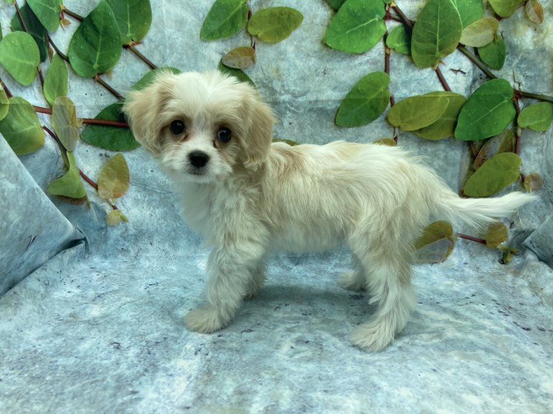 埼玉県のハーフ犬・ミックス犬 (ワンラブカインズ北本店(FC)/2025年8月1日生まれ/男の子/ホワイトクリーム)の子犬の3枚目の画像