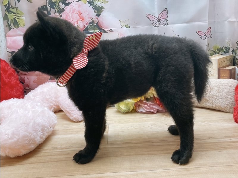 岐阜県の甲斐犬 (ワンラブホームセンターバロー北方店(FC)/2025年8月16日生まれ/女の子/黒虎)の子犬の3枚目の画像