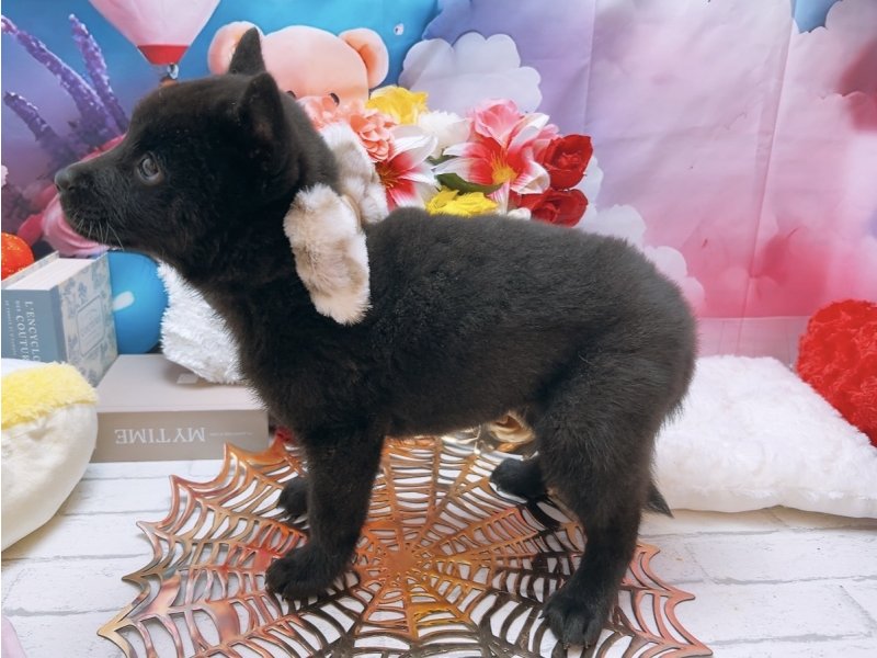 新潟県の甲斐犬 (ワンラブフレスポ赤道店(FC)/2025年8月16日生まれ/男の子/黒虎)の子犬の3枚目の画像