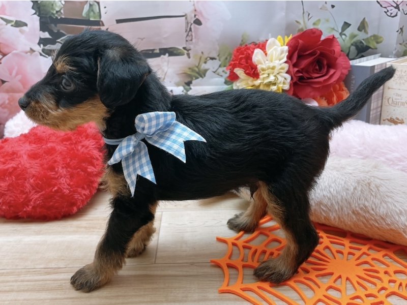 岐阜県のハーフ犬・ミックス犬 (ワンラブペッツビレッジ アピタ北方店(FC)/2025年8月17日生まれ/男の子/ブラックタン)の子犬の3枚目の画像