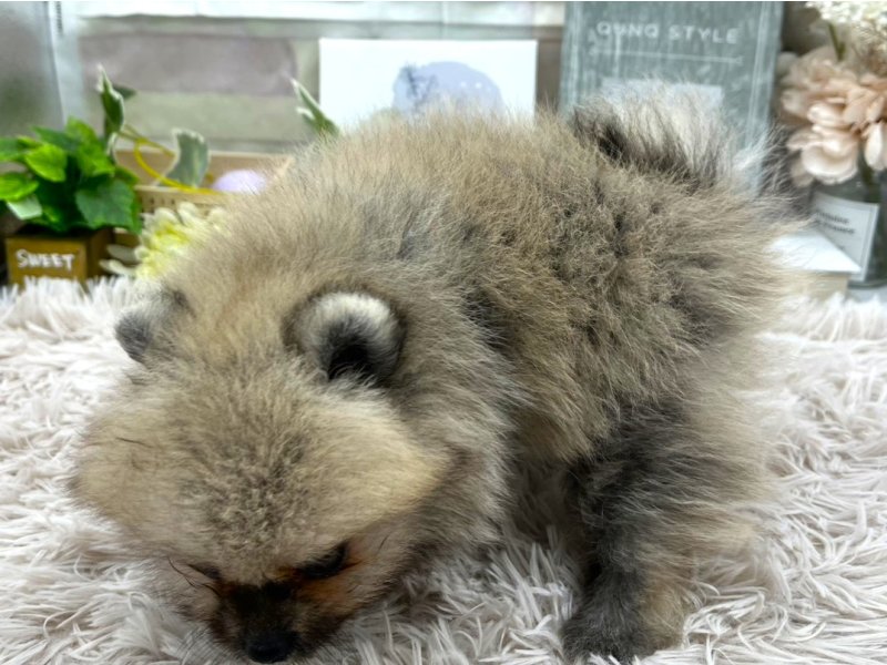 静岡県のポメラニアン (ワンラブカインズ掛川店(FC)/2025年8月16日生まれ/女の子/セーブル)の子犬の3枚目の画像