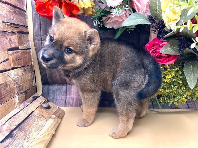 京都府の豆柴 (ワンラブカインズ木津川店(FC)/2025年8月16日生まれ/男の子/赤)の子犬の3枚目の画像