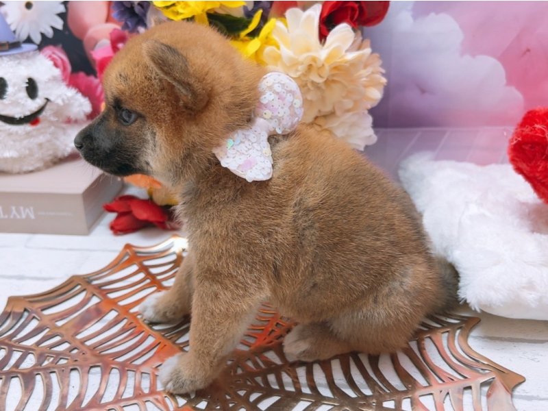 沖縄県の柴犬(標準サイズ) (ワンラブカインズあがり浜店(FC)/2025年8月15日生まれ/男の子/赤)の子犬の3枚目の画像