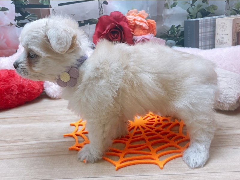 岐阜県のチワマル/マルチワ(チワワ×マルチーズ) (ワンラブペッツビレッジ アピタ北方店(FC)/2025年7月23日生まれ/女の子/クリーム)の子犬の3枚目の画像