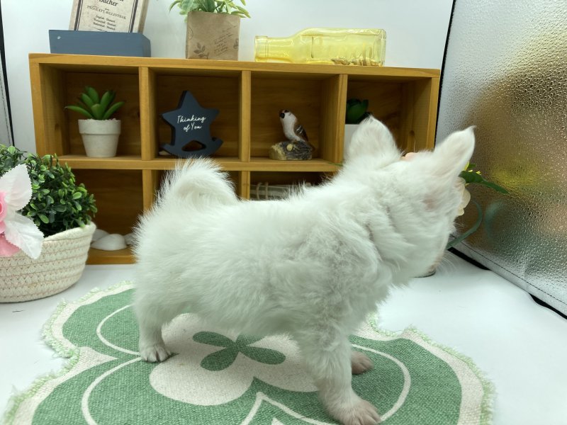 静岡県のチワワ(ロング) (ワンラブカインズ清水店(FC)/2025年8月21日生まれ/男の子/ホワイト)の子犬の3枚目の画像