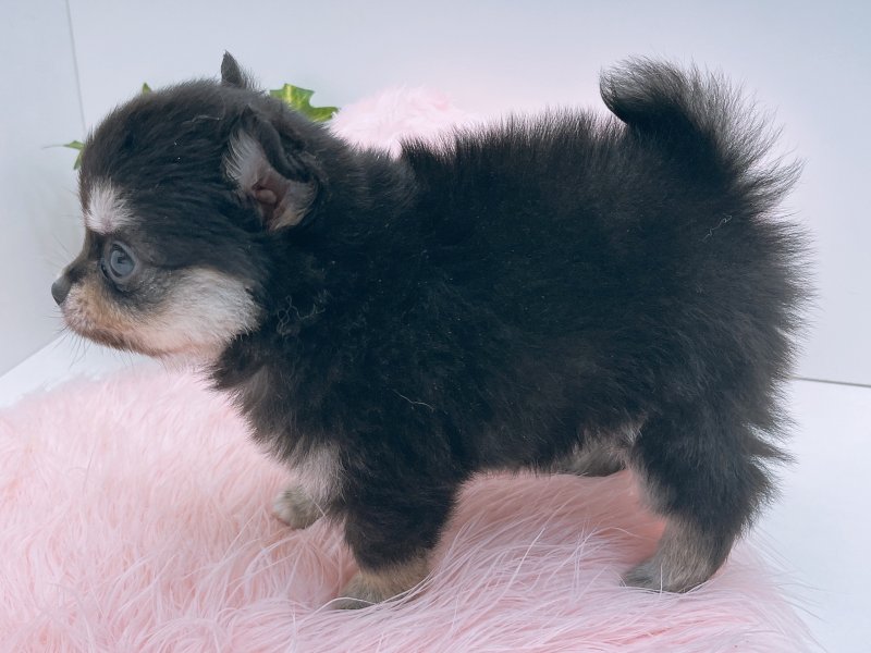 愛知県のポメチワ/チワポメ/ポメチー(ポメラニアン×チワワ) (ワンラブペッツビレッジ アピタ木曽川店(FC)/2025年8月30日生まれ/男の子/ブラックタンホワイト)の子犬の3枚目の画像