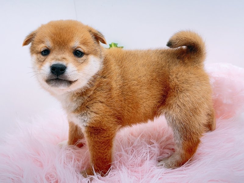 愛知県の柴犬(標準サイズ) (ワンラブカインズ小牧店(FC)/2025年8月30日生まれ/男の子/赤)の子犬の3枚目の画像