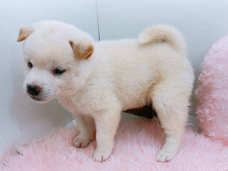 愛知県の柴犬(標準サイズ) (ワンラブカインズ小牧店(FC)/2025年8月30日生まれ/女の子/白)の子犬の3枚目の画像