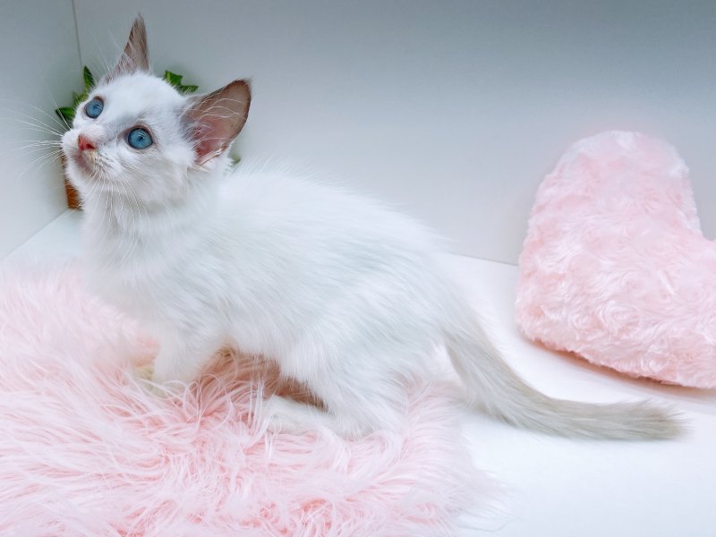 愛知県のラグドール (ワンラブカインズ小牧店(FC)/2025年8月24日生まれ/女の子/ブルーポイントバイカラー)の子猫の3枚目の画像