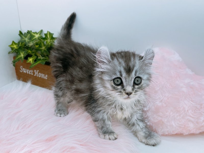 愛知県のアメリカンカール (ワンラブカインズ小牧店(FC)/2025年8月31日生まれ/男の子/シルバータビー)の子猫の3枚目の画像