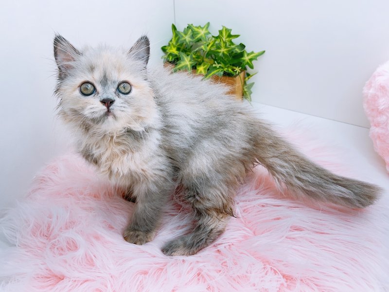 愛知県のミヌエット (ワンラブペッツビレッジ アピタ木曽川店(FC)/2025年8月13日生まれ/女の子/シルバーパッチドタビー)の子猫の3枚目の画像