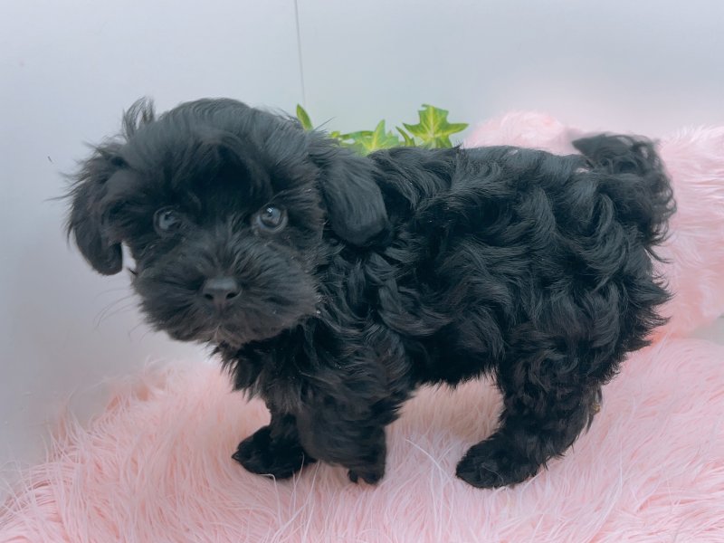 愛知県のヨープー(ヨークシャーテリア×プードル) (ワンラブカインズ小牧店(FC)/2025年8月27日生まれ/女の子/ブラック)の子犬の3枚目の画像