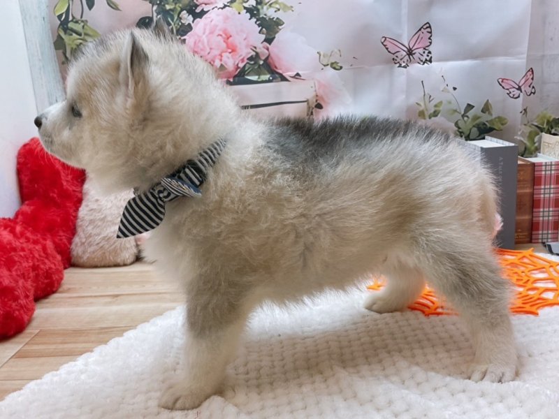 滋賀県のシベリアンハスキー (ワンラブコ メ リパワー ペットアミ水口店(FC)/2025年8月29日生まれ/男の子/シルバーホワイト)の子犬の3枚目の画像