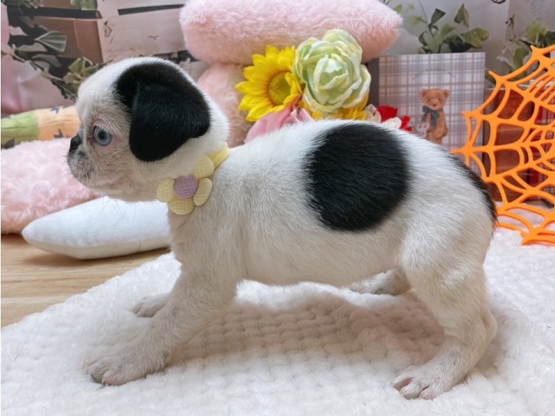 新潟県のペキパグ/パグペキ(ペキニーズ×パグ) (ワンラブフレスポ赤道店(FC)/2025年8月30日生まれ/女の子/ブラックホワイト)の子犬の3枚目の画像