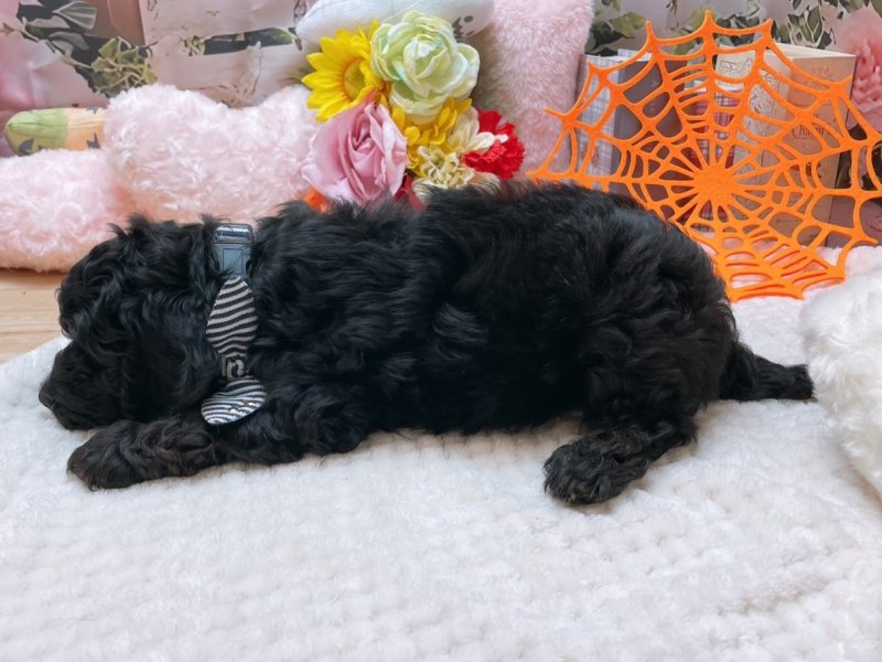 大阪府のコッカプー(アメリカンコッカースパニエル×プードル) (ワンラブカインズ太子店(FC)/2025年8月23日生まれ/男の子/ブラック)の子犬の3枚目の画像