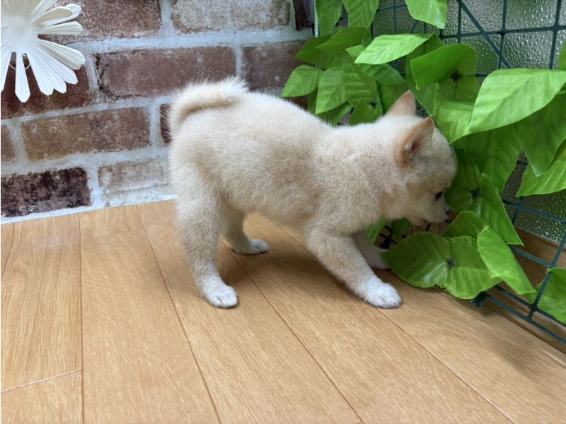 福島県の豆柴 (ワンラブカインズ白河モール店(FC)/2025年8月14日生まれ/男の子/白)の子犬の3枚目の画像