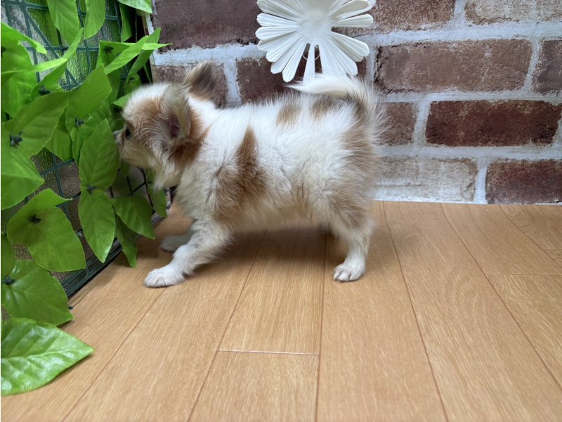 福島県のパピヨン (ワンラブカインズ白河モール店(FC)/2025年8月25日生まれ/男の子/ホワイトレッド)の子犬の3枚目の画像