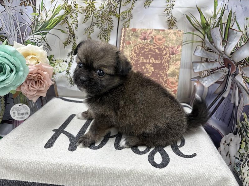 群馬県のペキプー(ペキニーズ×プードル) (ワンラブカインズ前橋小島田店(FC)/2025年9月1日生まれ/女の子/フォーン)の子犬の3枚目の画像