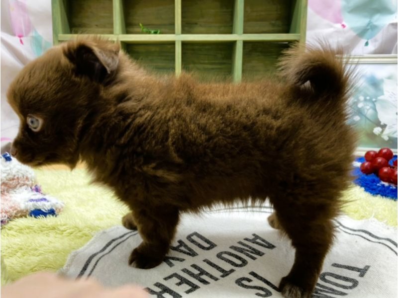 静岡県のポメチワ/チワポメ/ポメチー(ポメラニアン×チワワ) (ワンラブカインズ富士宮小泉店(FC)/2025年8月25日生まれ/女の子/チョコレートホワイト)の子犬の3枚目の画像