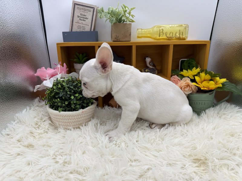 静岡県のフレンチブルドッグ (ワンラブカインズ清水店(FC)/2025年8月5日生まれ/男の子/プラチナライラック)の子犬の3枚目の画像