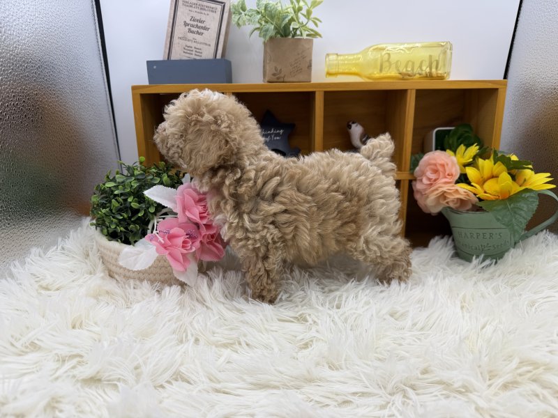 静岡県のトイプードル(トイ) (ワンラブカインズ清水店(FC)/2025年8月18日生まれ/女の子/アプリコット)の子犬の3枚目の画像