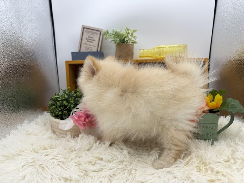 静岡県のポメラニアン (ワンラブカインズ清水店(FC)/2025年8月21日生まれ/男の子/クリーム)の子犬の3枚目の画像